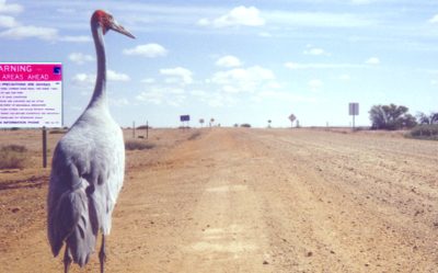 Brolga on the Birdsville Track